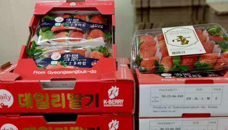 고령딸기, 2025년 홍콩 첫 수출 선적..해외시장 확대 속도