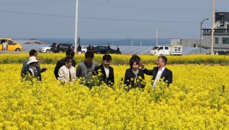 유채꽃 만개한 호미곶…경관농업단지 현장 점검