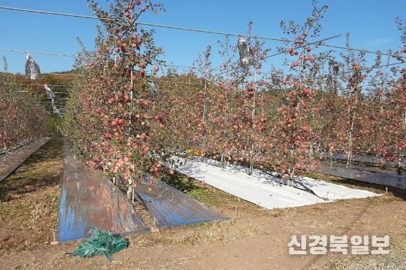 사과원에 반사필름을 피복한 모습