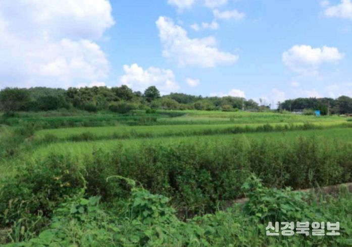 ‘군산 개사동 패총’ 조사지역 전경