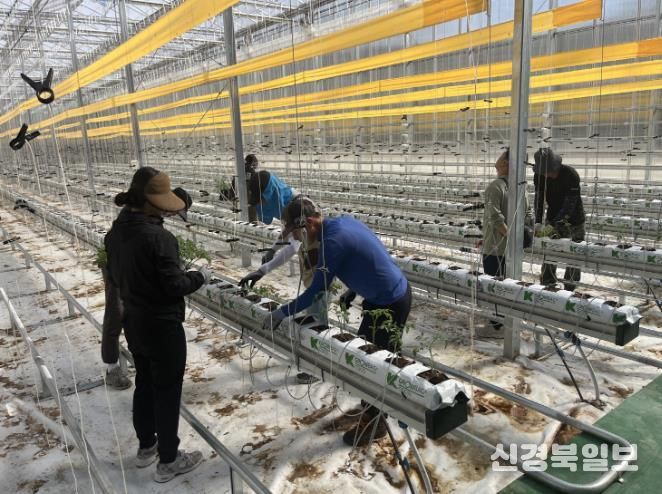 봉화군, 청년 창업농 경영실습 임대농장 실습용 토마토 정식
