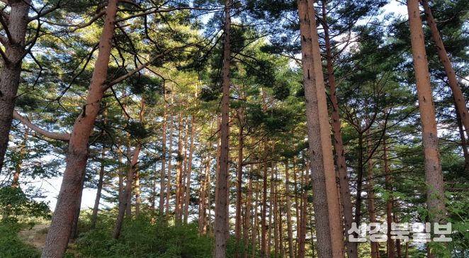 울진금강송 산지농업, FAO 세계중요농업유산 인증서 수여