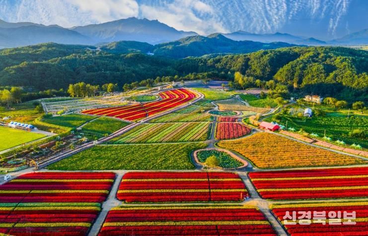 2025 가을, 고석정 꽃밭 화려한 계절의 마침표 찍다