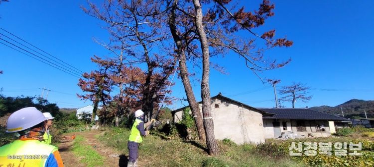 포항시가 2025년 하반기 위험목 제거사업으로 생활권 위험목을 제거하고 있다.
