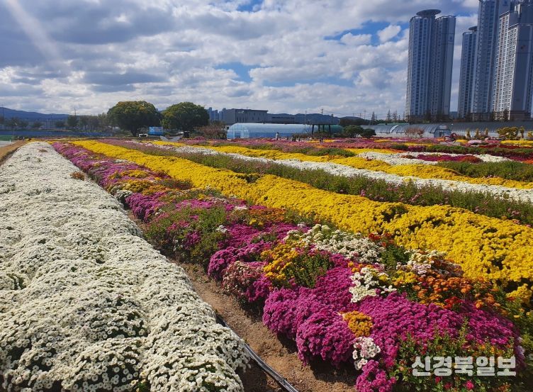 지난해 뱃머리마을에 펼쳐진 국화 꽃밭 전경.
