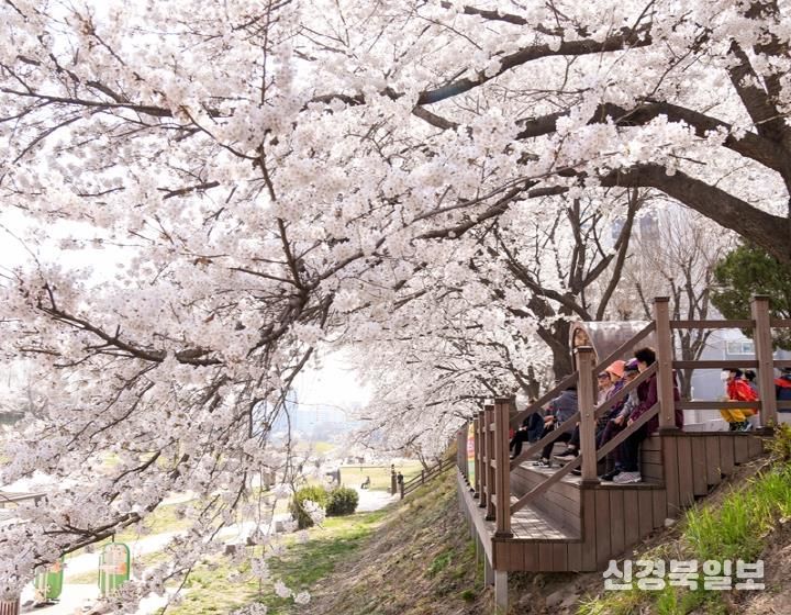 중랑천변 벚꽃길