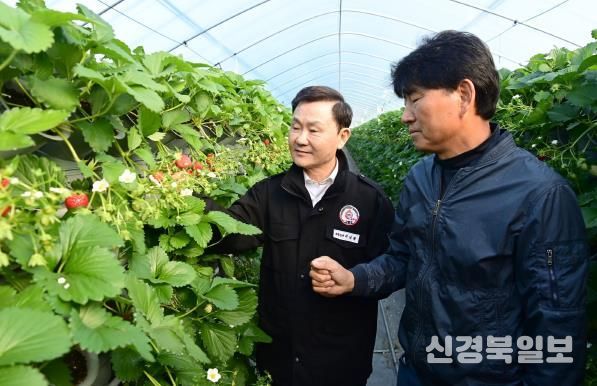 새콤달콤 맛있는 “명품 고령딸기” 첫 수확