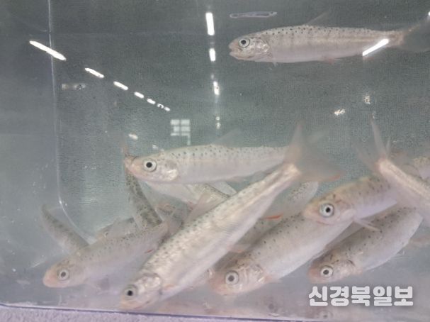 열목어