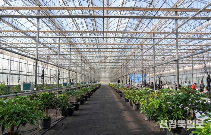 영천 아열대 스마트팜단지, 미래농업 거점으로 본격 가동