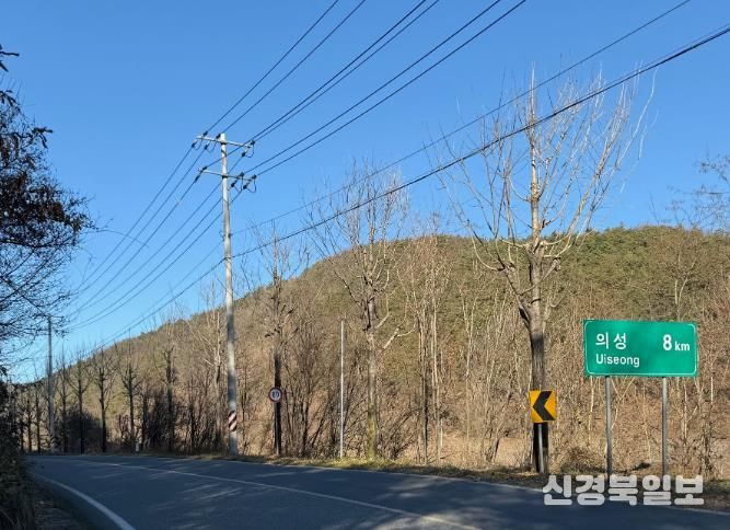 의성군, 주요 시가지 가로수 465본 가지치기 완료