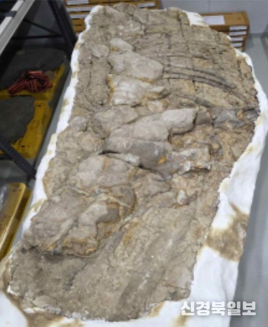 포항 신생대 두호층 고래화석