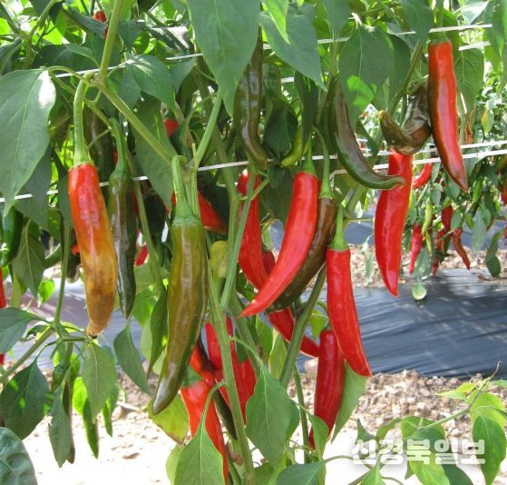 ‘수비초’등 재래종 고추 4품종, 인터넷 및 방문 접수 선착순 분양