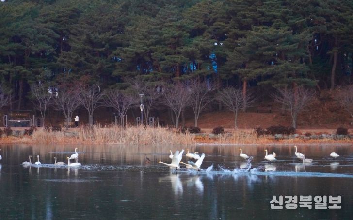 고니, 대한민국의 숨 울진에서 힘찬 날개짓