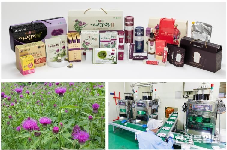 임실군, 간 건강 엉겅퀴 K-기능성식품 고부가가치 적극 육성