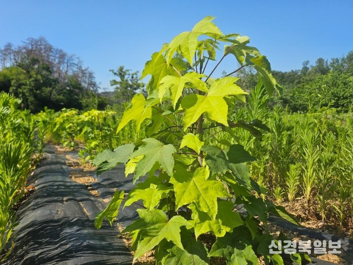 “음나무·초피나무 심고 소득 올리세요”