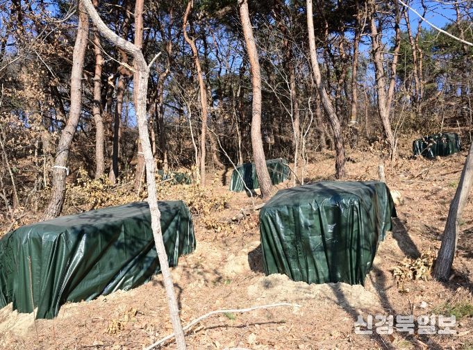 소나무재선충병 확산 ‘총력 차단’