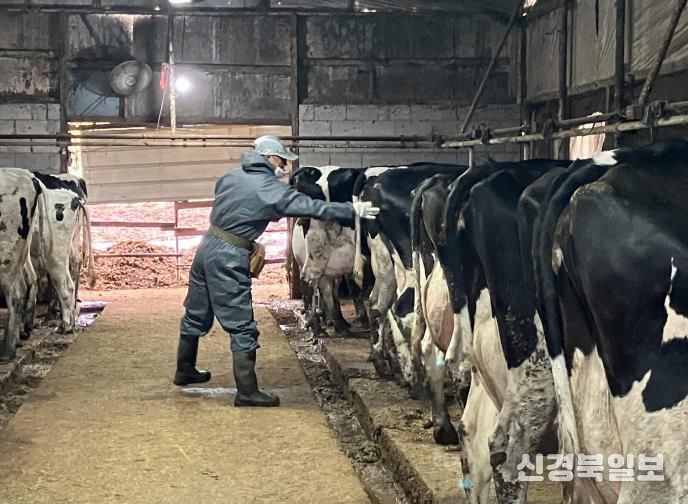 산업동물 공수의사 소 결핵병 공동검진 사진