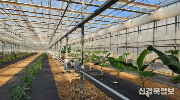 영천시 아열대 스마트팜단지 내 재배실증 중인 애플망고, 바나나, 파파야