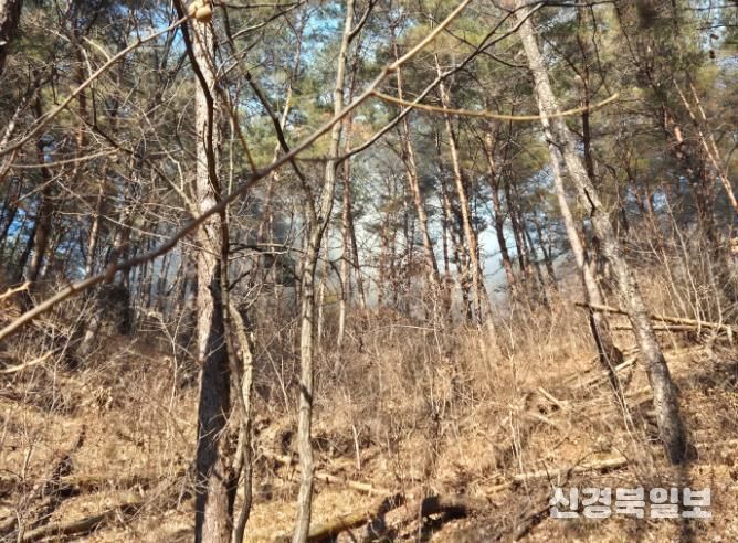 봉화군 재산면 산불 진화율 80%, 일몰 전 완진 총력