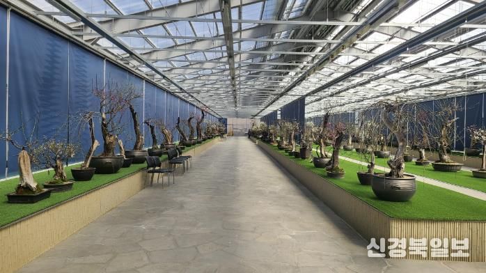 한국선비매화공원 분매원에 매화 분재들이 전시된 모습