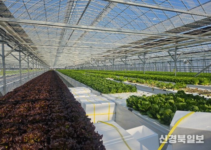 군위군, 기존하우스 활용한 엽채류 재배시험