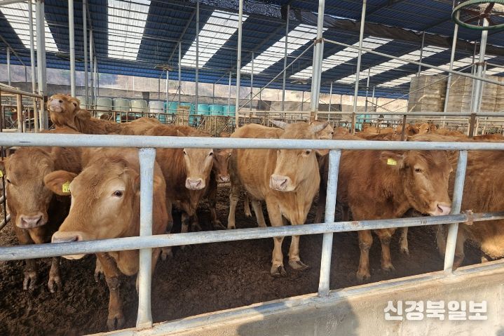 영주시는 2월22일부터 3월15일까지 상반기 구제역 백신 일제접종을 실시한다.