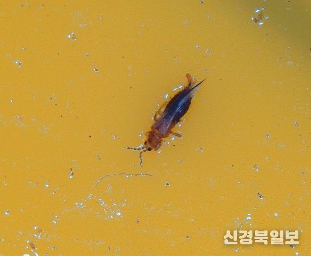육묘 농가에서 칼라병 매개충인 ‘총채벌레’ 발생