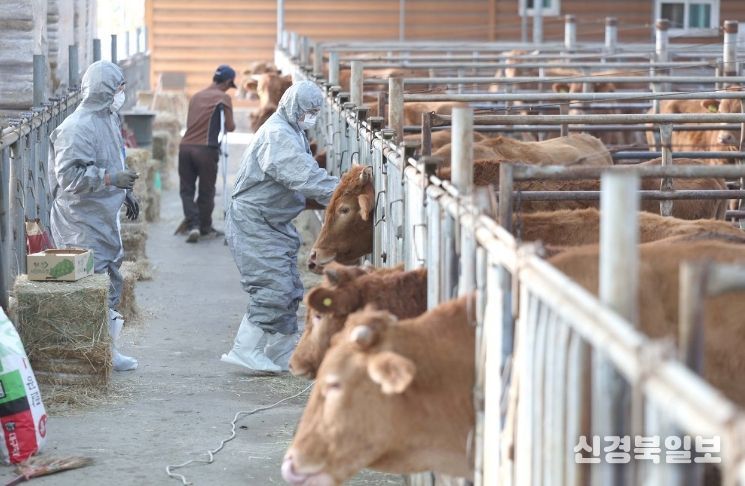 경산시, 2026년 상반기 구제역 백신 일제 접종 실시