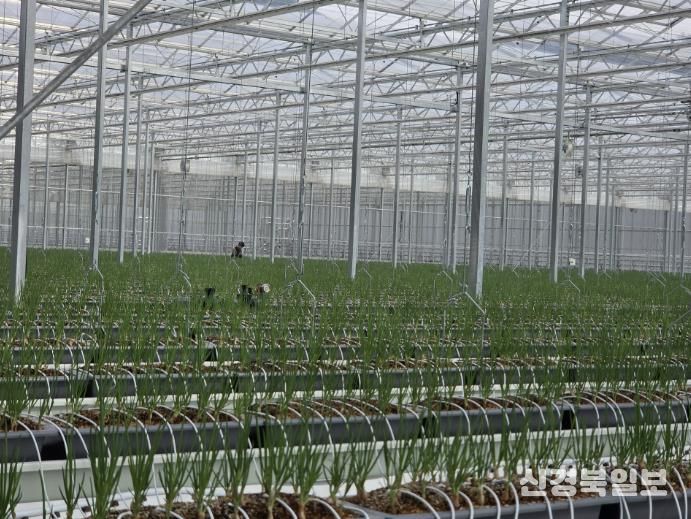 봉화군, 임대형 스마트팜 A동 2구역 쪽파 수확 앞둬