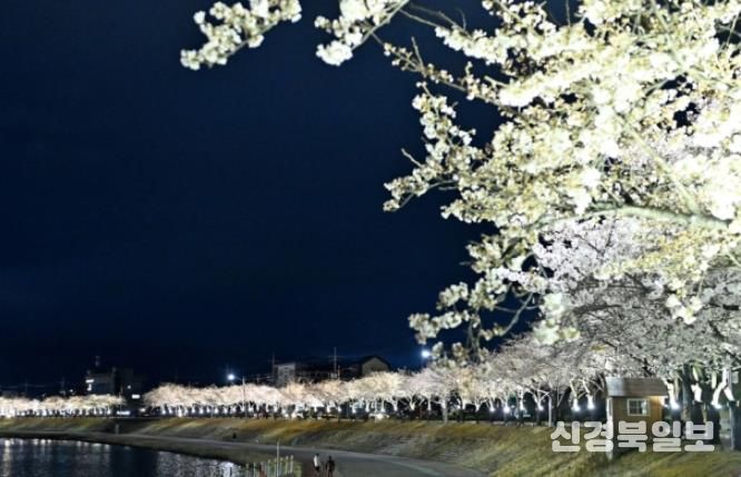 벚꽃길 따라 함께 걷고, 나무심기 동참하세요!-기후에너지과(사진_직지천경관)