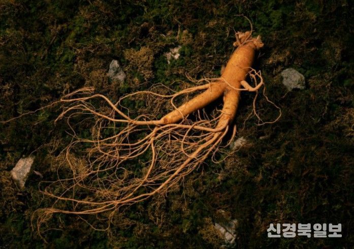 '인삼문화: 지식, 기술 그리고 사회문화적 실천' - 인삼