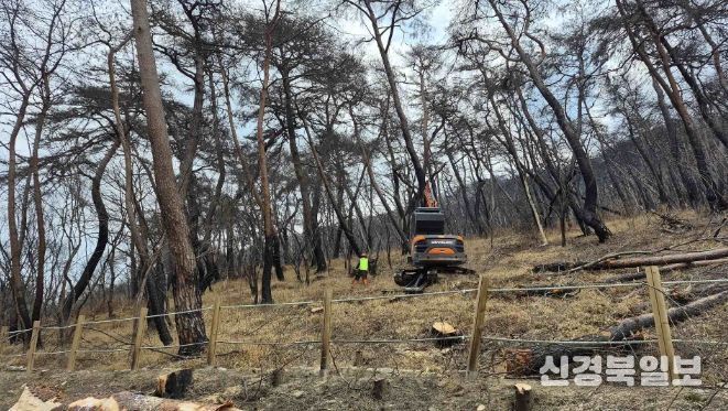 2026년 산불피해지 위험목 제거사업 추진