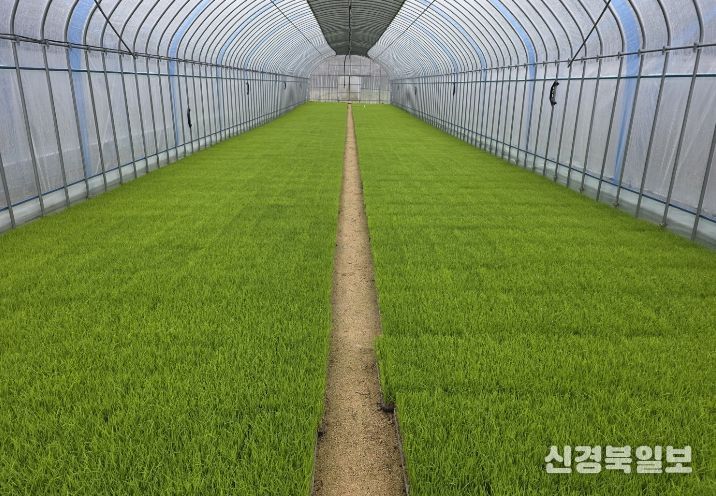 영주시, 올해 벼 안전 육묘 관리 당부(벼 육묘)