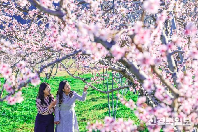 사꽃이 전하는 가장 찬란한 계절